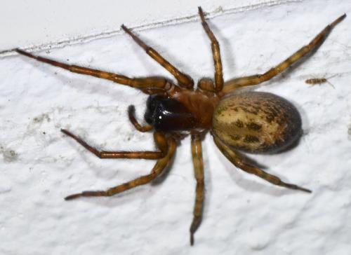 Réf. 318 934 : Amaurobius (fenestralis-similis)